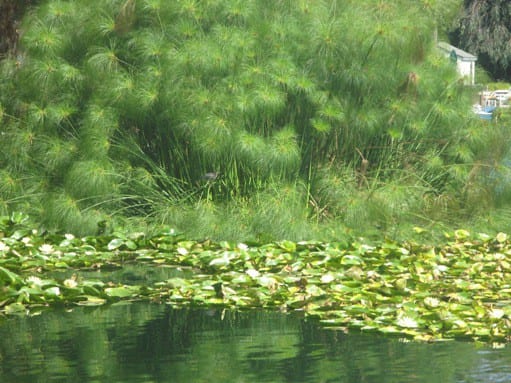 Cherry lake in newport beach Cherry lake in newport beach